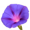 Morning Glory Flower